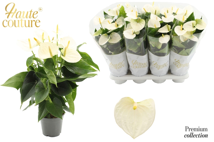 <h4>Anthurium 14 cm Cocos in Haute Couture sleeve</h4>