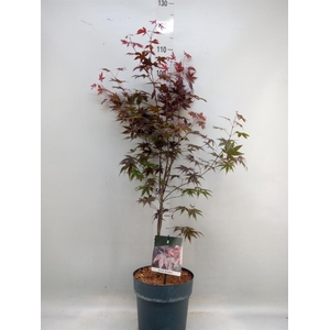 Acer palmatum 'Bloodgood'