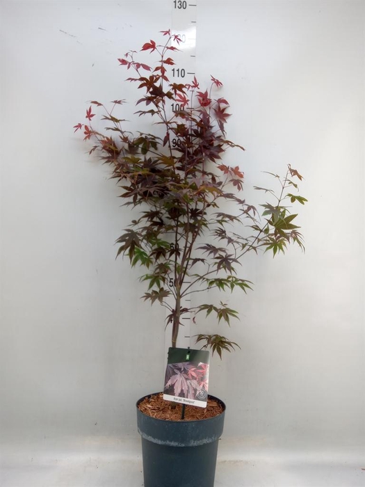 <h4>Acer palmatum 'Bloodgood'</h4>