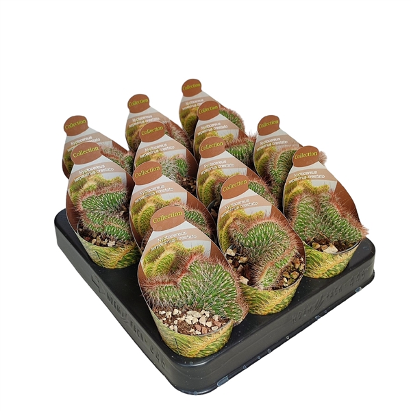 <h4>NYCTOCEREUS SERPENTINUS CRESTATO - POT Ø 6,5 - COLLECTION WITH POTCOVER (CACTUS)</h4>