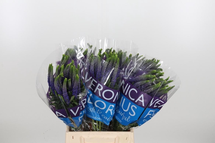 <h4>Veron Smart Diana</h4>