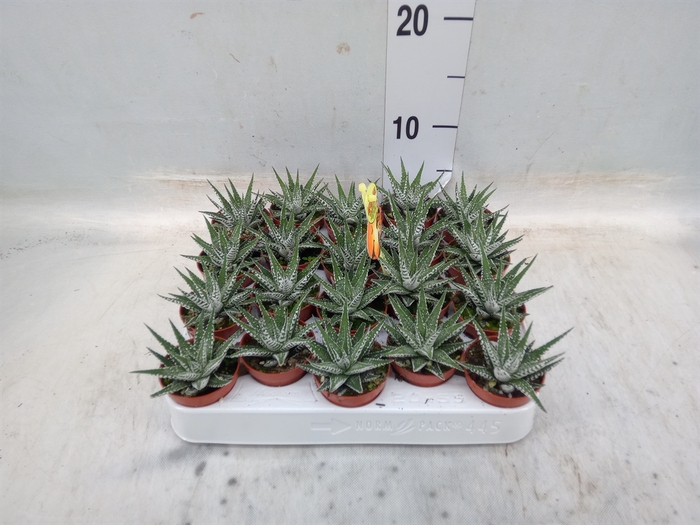 <h4>Haworthia fasciala 'Alba'</h4>