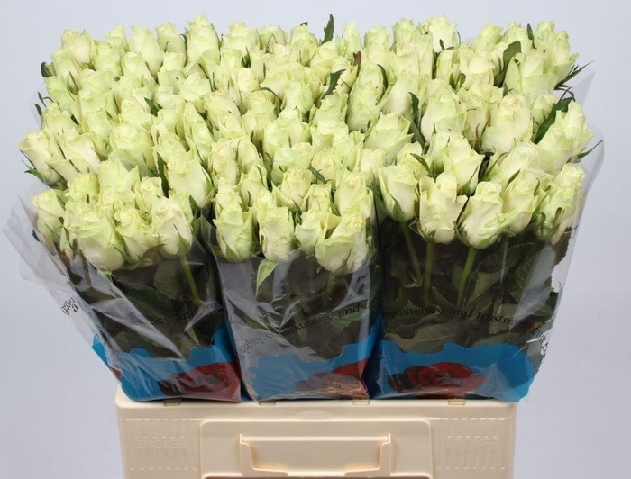 <h4>R GR ATHENA</h4>