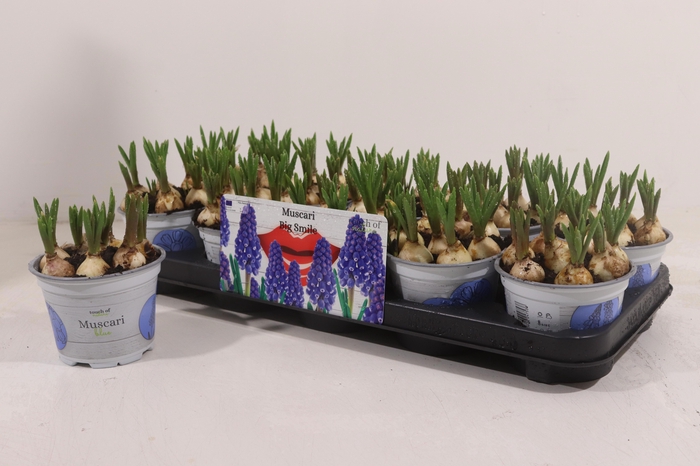 <h4>MUSCAR BIG SMILE</h4>