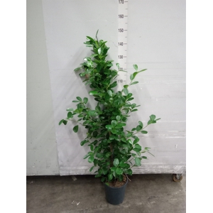 Ficus microcarpa 'Moclame'