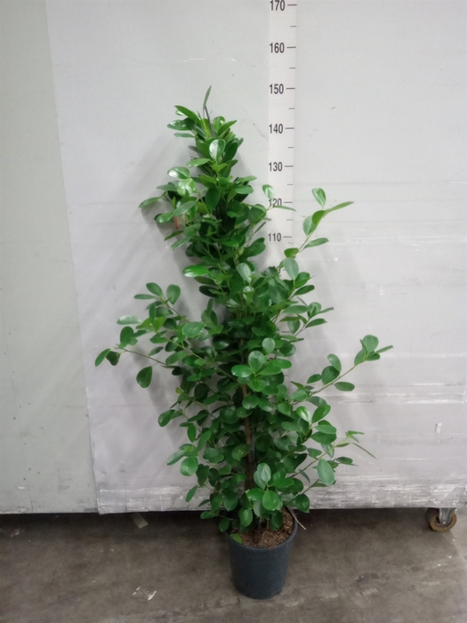 <h4>Ficus microcarpa 'Moclame'</h4>