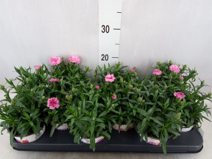 <h4>Dianthus  'Oscar Purple Wings'</h4>