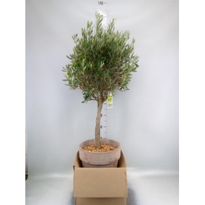 Arr.   Tuinplanten H%