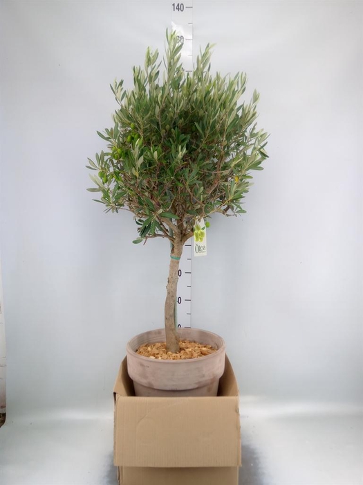 <h4>Arr.   Tuinplanten H%</h4>