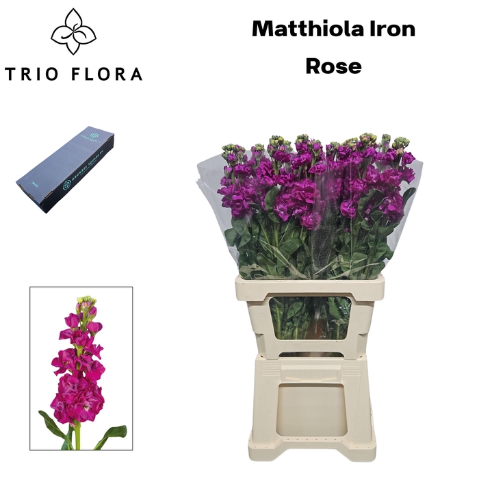 <h4>MATTH IRON ROSE Box L 60</h4>