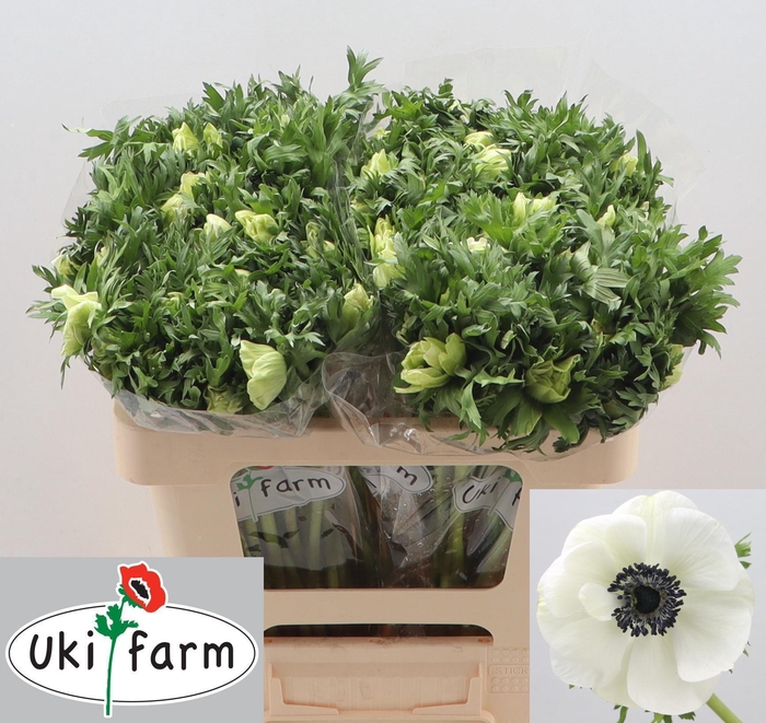 <h4>ANEM CO GALIL WIT</h4>