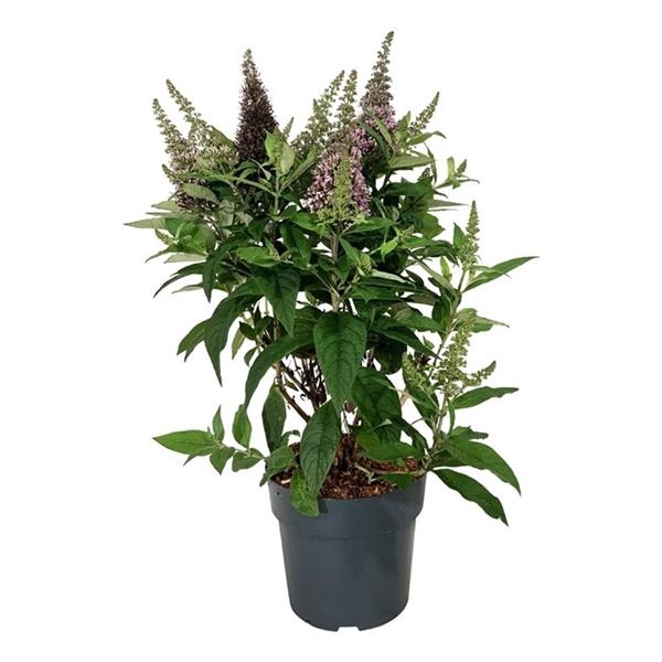 Buddleja d. B. Candy Little Cerise