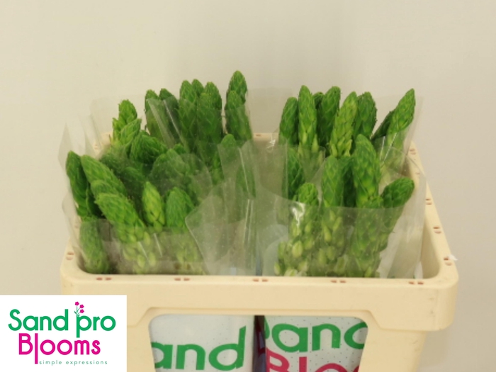 <h4>ORNIT THY MILKY WAY</h4>