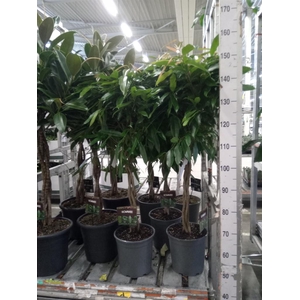 Ficus elastica 'Melany'