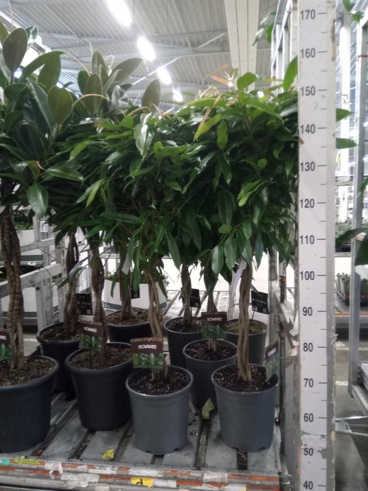 <h4>Ficus elastica 'Melany'</h4>