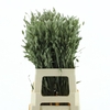 Dried Chasmanthium Latifol