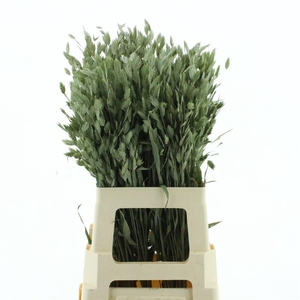 Dried Chasmanthium Latifol