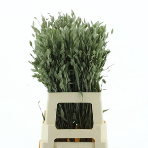 Dried Chasmanthium Latifol