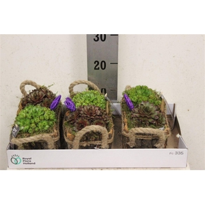 Arrangementen Sempervivum 6%