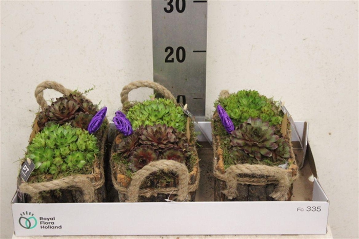 <h4>Arrangementen Sempervivum 6%</h4>