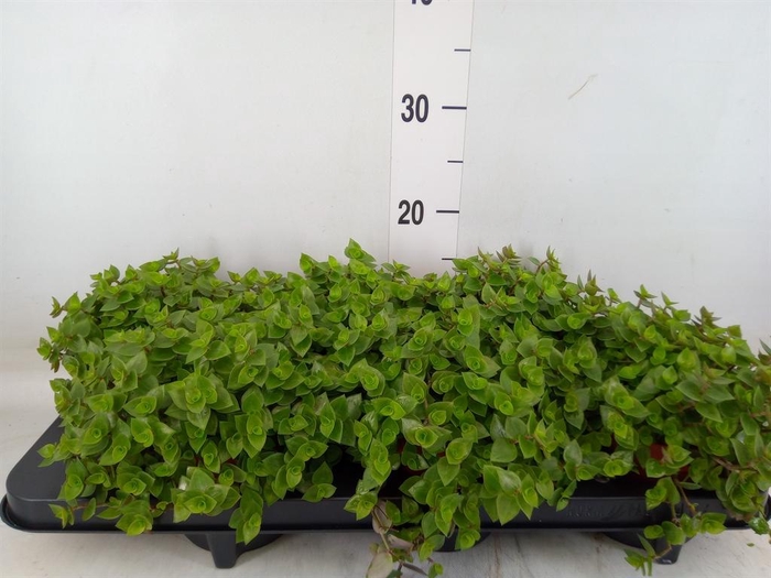 <h4>Callisia repens</h4>