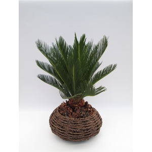 Cycas in gevlochten caryota mand