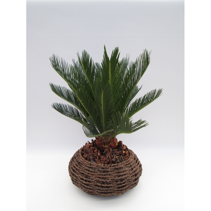 <h4>CYCAS REVOLUTA</h4>
