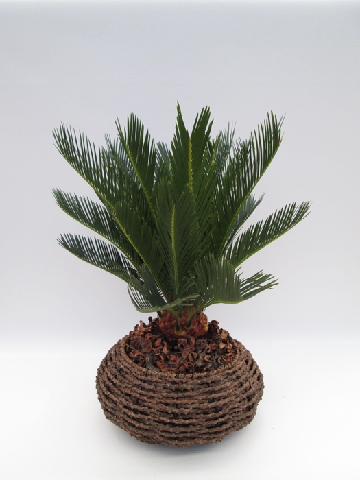 <h4>Cycas in gevlochten caryota mand</h4>
