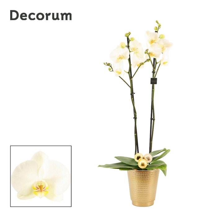 <h4>Phalaenopsis 2 tak 16+ wit in Mariah goud met kerstballen bijste</h4>