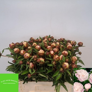 PAEO L GARDENIA