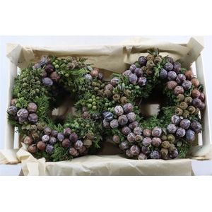 Wr Cypresse Cone Mix Quercus 30cm