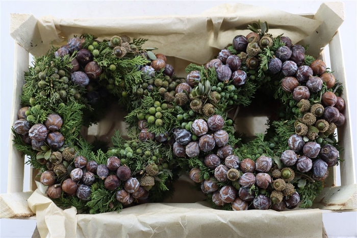 <h4>Wr Cypresse Cone Mix Quercus 30cm</h4>