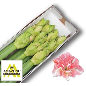 HIPP DG LOVELY NYMPH