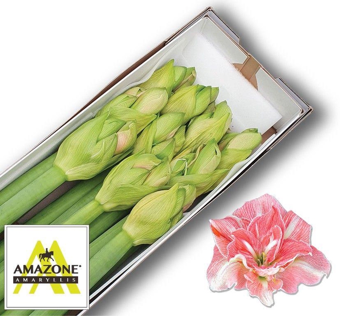 <h4>HIPP DG LOVELY NYMPH</h4>