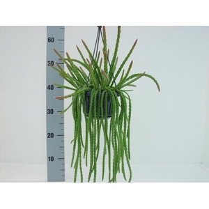 Aporocactus hangpot Melanie
