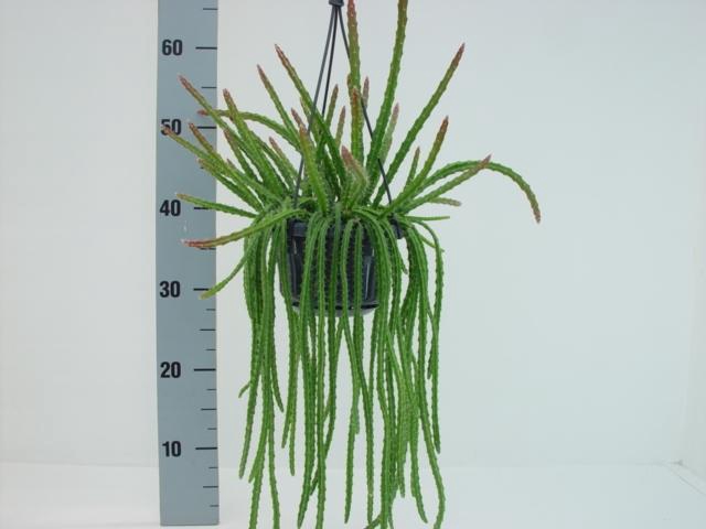 <h4>Aporocactus hangpot Melanie</h4>