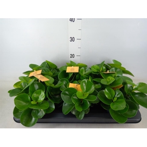 Peperomia obt. 'Green Gold'