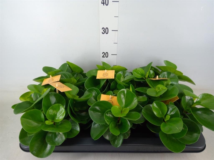 <h4>Peperomia obt. 'Green Gold'</h4>