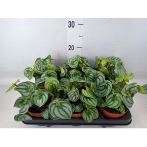 Peperomia argyreia 'Costa Rica'