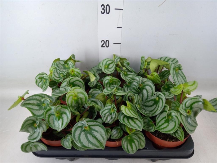 <h4>Peperomia argyreia 'Costa Rica'</h4>