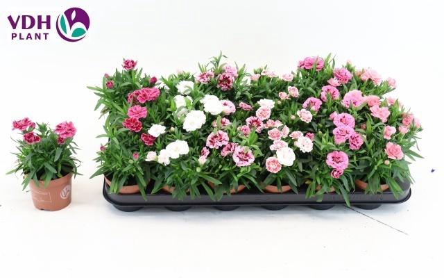 <h4>DIAN OSC GEM</h4>