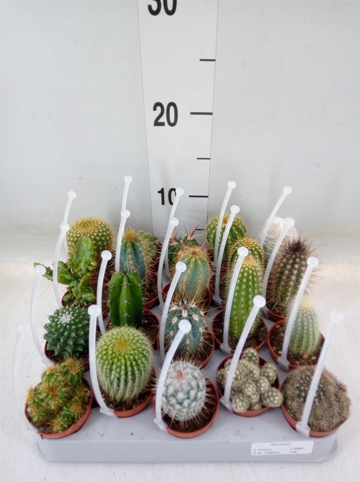 <h4>Cactus   ...mix</h4>