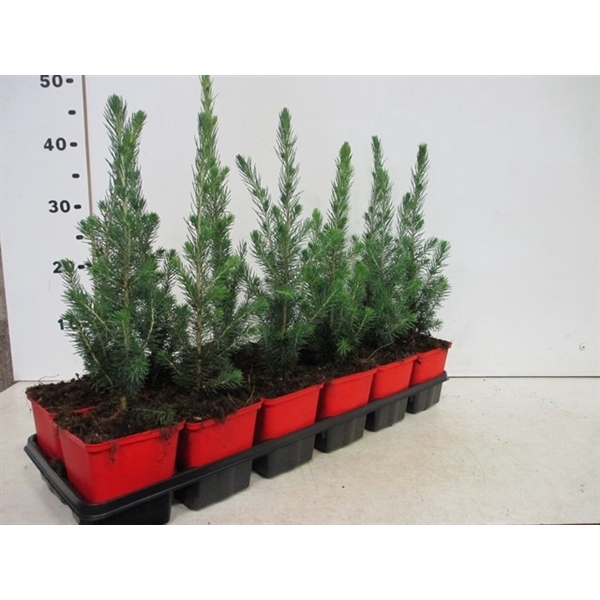 <h4>Picea glaca Super Green 15-20, P9</h4>
