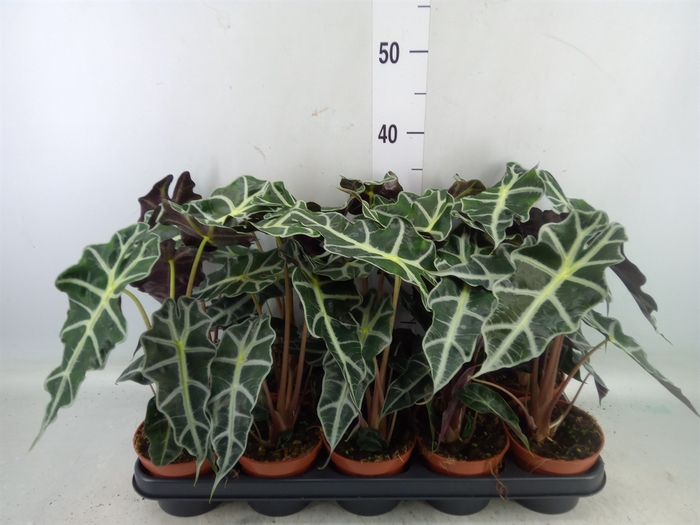 <h4>Alocasia amazonica 'Polly'</h4>