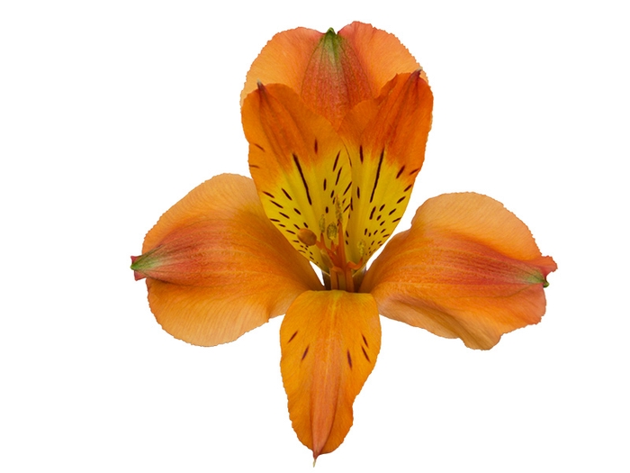 <h4>ALSTROEMERIA CHEERIO 060 CM</h4>