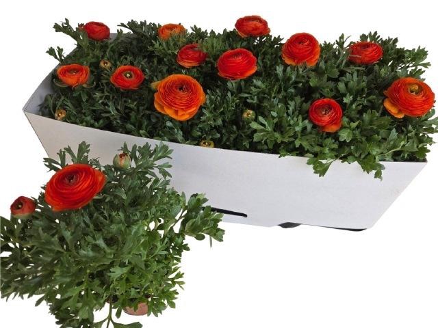 <h4>RANUN MACHE ORANGE</h4>