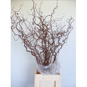 Corylus Contorta 2 Years Epping