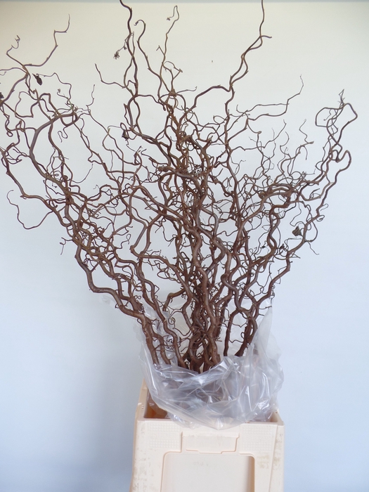 <h4>Corylus Contorta 2 Years Epping</h4>