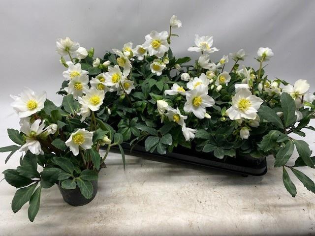 <h4>HELL NI HAPPY DAY</h4>