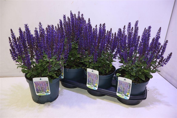 <h4>Salvia Ne Se Dp Blue</h4>